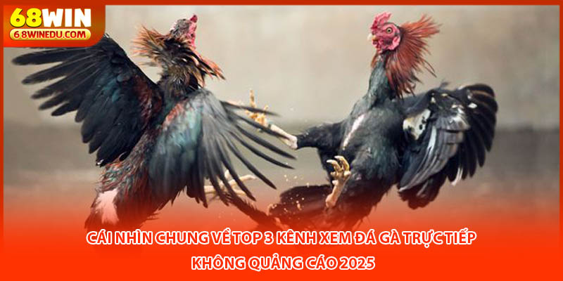 Cái nhìn chung về top 3 kênh xem đá gà trực tiếp không quảng cáo 2025